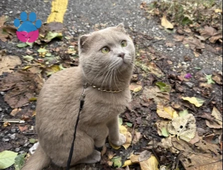 Scottish Fold Cinsi Oğlumuza (Bulut) Kız Arıyoruz - 118985084