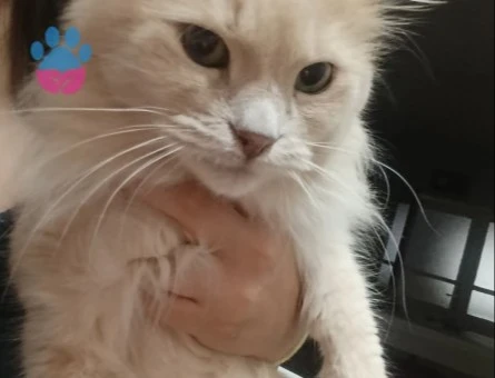 Chinchilla Mira Eş Arıyor - 118985086