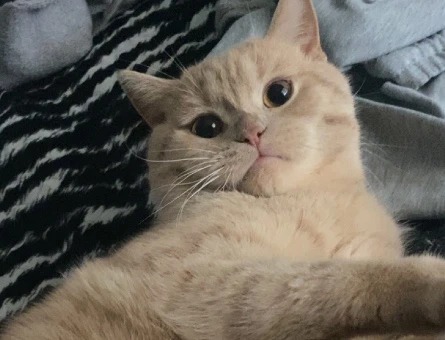 British Shorthair Çikoma Eş Arıyorum - 118985093