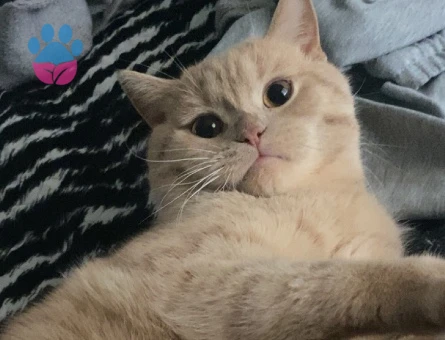 British Shorthair Çikoma Eş Arıyorum - 118985093