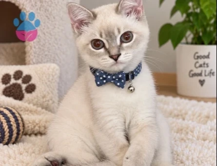 izmir british shorthair blue point erkek - 118985094