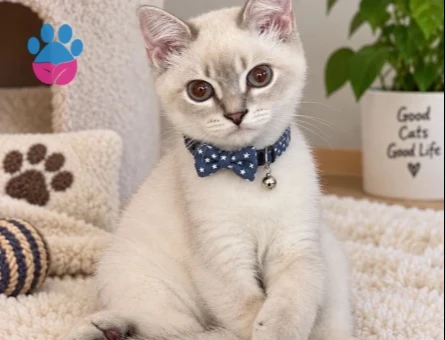 izmir british shorthair blue point erkek - 118985094