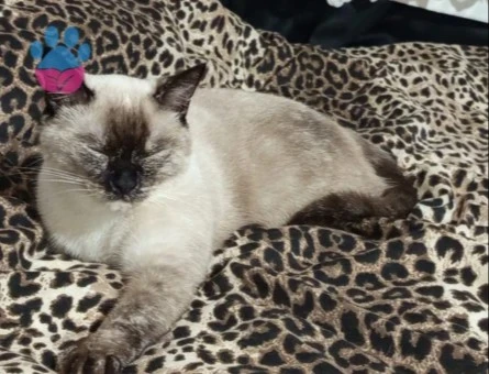 British Shorthair 1,5 Yaşında Dişi Kızgınlıkta - 118985096