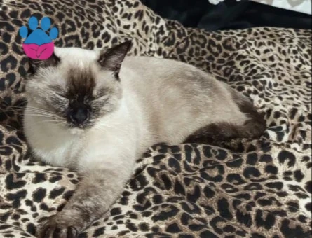 British Shorthair 1,5 Yaşında Dişi Kızgınlıkta - 118985096