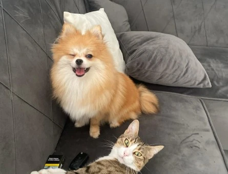 Dişi Pomeranian 4 yaşında - 118985101