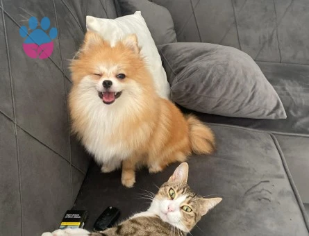 Dişi Pomeranian 4 yaşında - 118985101