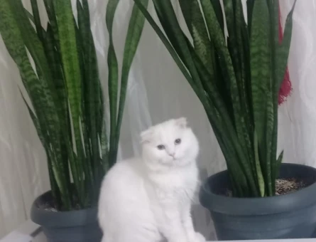 Scottish Fold 2,5 Yaşında Kedime Eş Arıyoruz - 118985103