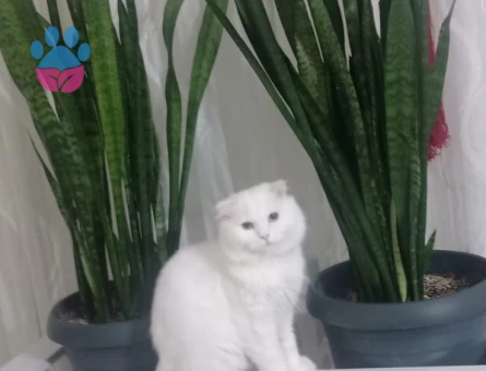 Scottish Fold 2,5 Yaşında Kedime Eş Arıyoruz - 118985103