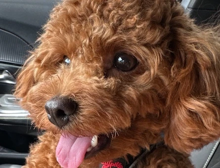 Yakışıklı Erkek Toy Poodle Oğlumuza Eş Arıyoruz - 118985109
