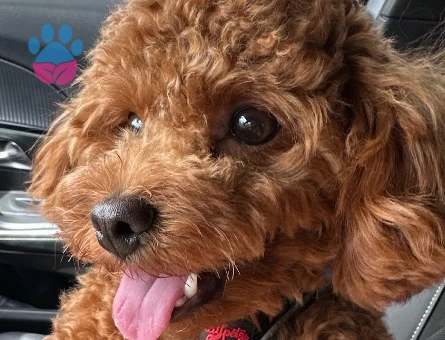Yakışıklı Erkek Toy Poodle Oğlumuza Eş Arıyoruz - 118985109