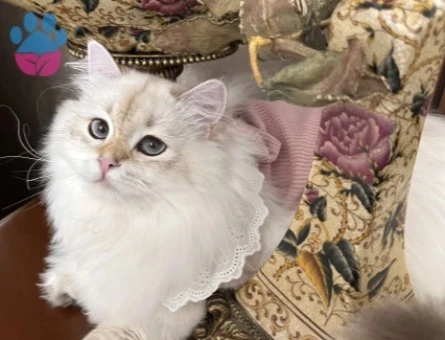 British Longhair Kızım Eş Arıyor - 118985118