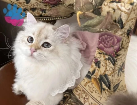 British Longhair Kızım Eş Arıyor - 118985118