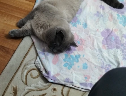 3 Yaşında Erkek kedi - 118985130
