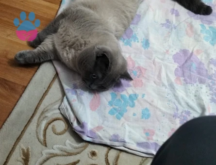 3 Yaşında Erkek kedi - 118985130