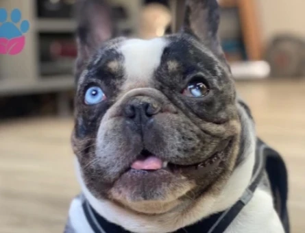 French Bulldog Yakışıklı oğluma eş arıyorum - 118985131