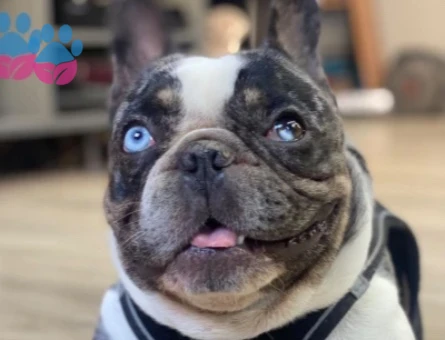 French Bulldog Yakışıklı oğluma eş arıyorum - 118985131