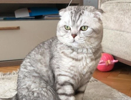 Sakin ve Karizmatik Oğlumuza [Scottish Fold] Eş Arayışımız Bulunuyor. - 118985133