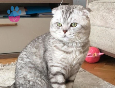 Sakin ve Karizmatik Oğlumuza [Scottish Fold] Eş Arayışımız Bulunuyor. - 118985133