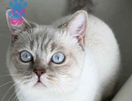 British silver Blue Point çiftleştirme - 118985134