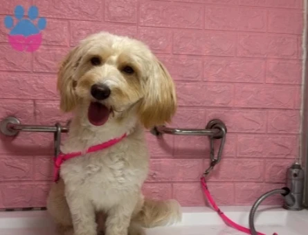 2 yaş Maltipoo oğluma gelin adayı arıyorum - 118985136