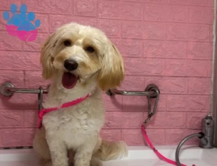 2 yaş Maltipoo oğluma gelin adayı arıyorum - 118985136