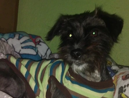Havanese İncime eş arıyorum - 118985141