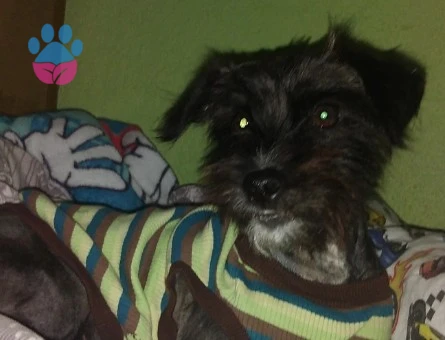 Havanese İncime eş arıyorum - 118985141