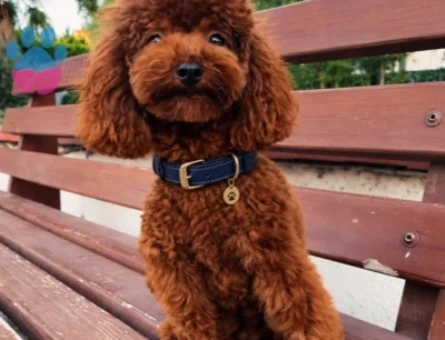 Pablo Poodle 1 Yaşında Eş Arıyor - 118985154