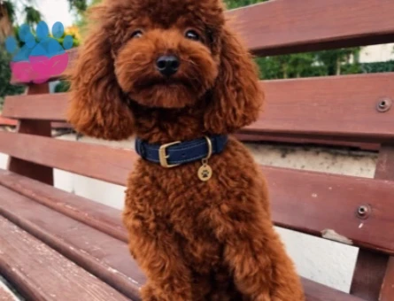 Pablo Poodle 1 Yaşında Eş Arıyor - 118985154