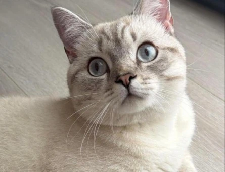 Scottish Straight Blue Point Erkek Kedi – Eş Arıyor - 118985161