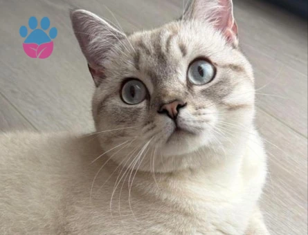 Scottish Straight Blue Point Erkek Kedi – Eş Arıyor - 118985161