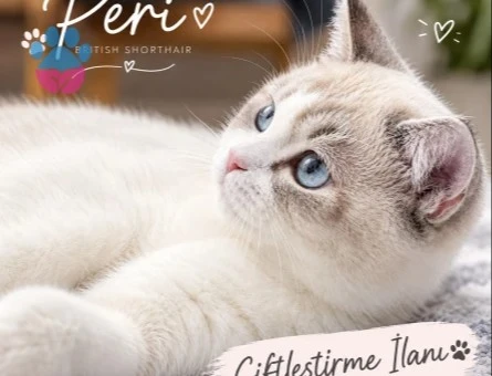 British Shorthair Kızım Peri | British Shorthair / Longhair Erkek Eş Aranıyor - 118985162