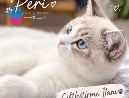 British Shorthair Kızım Peri | British Shorthair / Longhair Erkek Eş Aranıyor - 118985162