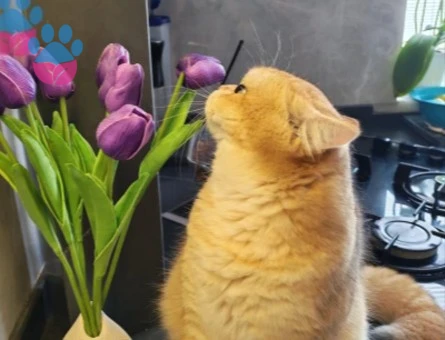 British Shorthair Erkek Kedim Eş Arıyor - 118985171