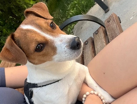 Jack Russel Oğluma Eş Arıyorum - 118985183