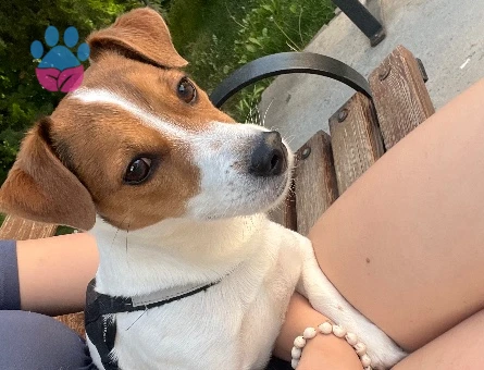 Jack Russel Oğluma Eş Arıyorum - 118985183