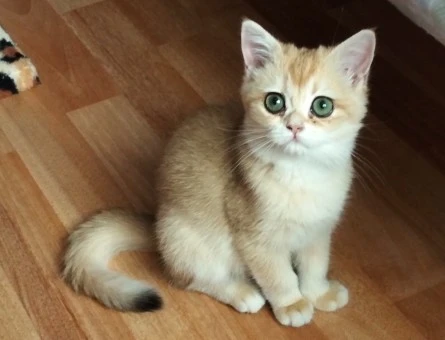 British Shorthair Bella Eş Arıyor - 118985188
