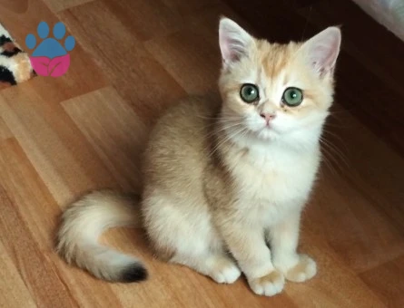 British Shorthair Bella Eş Arıyor - 118985188