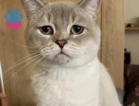 British blue point short hair erkek kediye dişi aranmaktadır. - 118985194