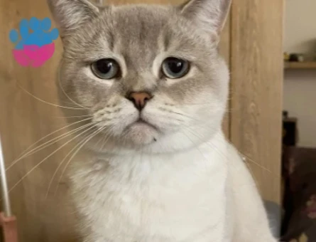 British blue point short hair erkek kediye dişi aranmaktadır. - 118985194
