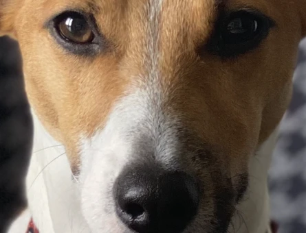 Jack Russel Oğlumuza eş arıyoruz - 118985198