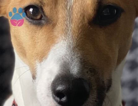 Jack Russel Oğlumuza eş arıyoruz - 118985198