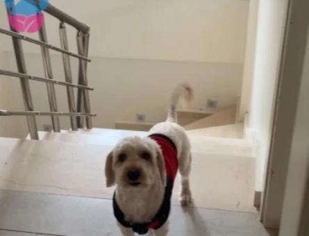 Maltipoo köpek erkek - 118985200