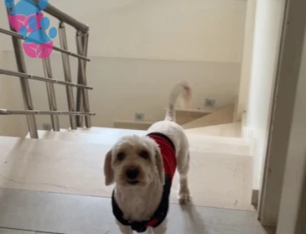 Maltipoo köpek erkek - 118985200
