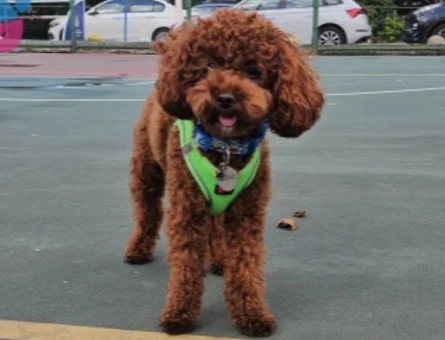 Toy POODLE Köpeğim Eş arıyor - 118985203