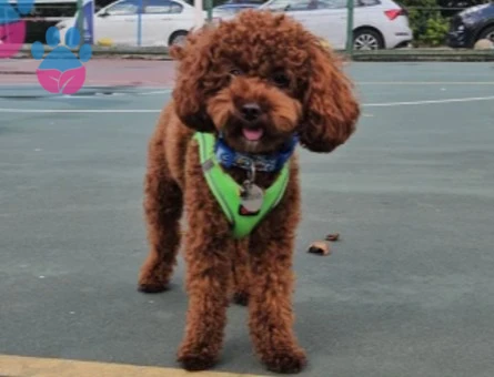 Toy POODLE Köpeğim Eş arıyor - 118985203