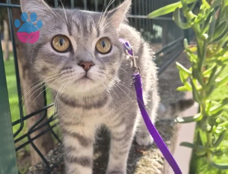 İstanbul British Shorthair 2 Yaşında - 118985209