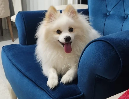 Pomeranian Boo Erkek Kızgınlıkta 1 Yaşında - 118985220
