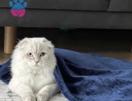 Scottish Fold 1,5 Yaşında Eş Arıyor - 118985221