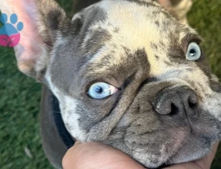 French Buldog 2 Yaşında Kızgınlıkta - 118985222
